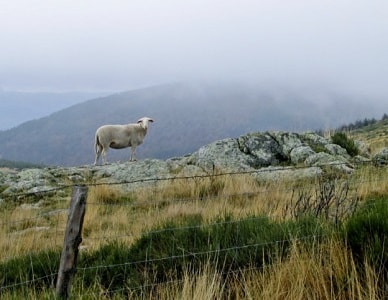 Transhumance en Vivarais 1