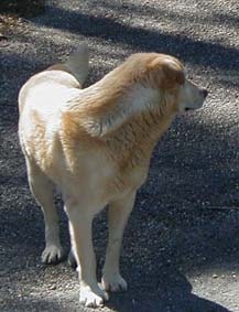 Billy, le chien de L'Etoile