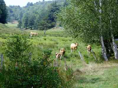 Vaches dans le pré