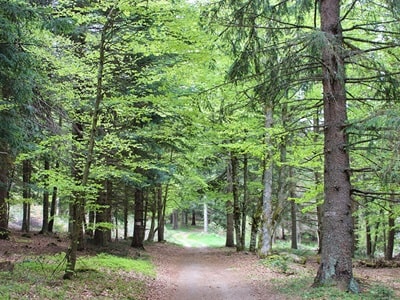 Forest of Mercoire