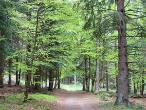 Mercoire Forest