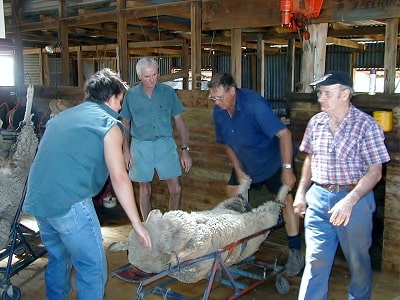 10 Exchange with Aussie Farmstay Wallendbeen NSW Australia