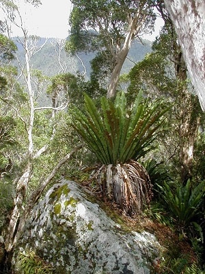 15 与O'Reillys Guesthouse Canungra QLD Australia交换