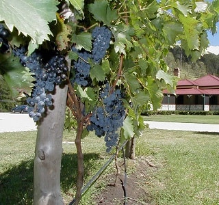 5 Echange avec O'Reilly's Guesthouse, Canungra, QLD, Australie