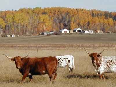 6 Exchange with Horse Creek Guest-Ranch, Fort Assiniboine, Alberta, Canada