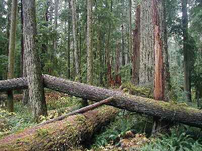 2 Ucluelet and Tofino in Vancouver Island, British Columbia, Canada