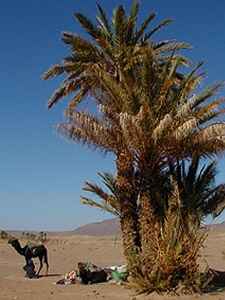 5 Echange avec l'hôtel Zagour, vallée de Draa, Zagora, Maroc