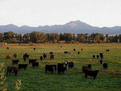 11 美国远西区的牛仔生活