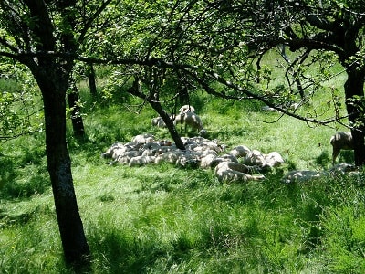 Transhumance en Vivarais 6