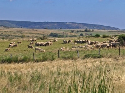 Transhumance en Vivarais 2