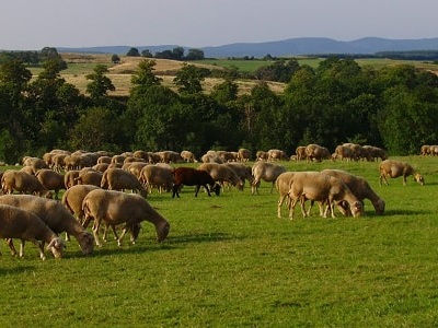 Transhumance en Vivarais 3