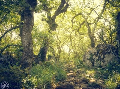 Il bosco di Paiolive vicino ai Vans in Ardèche 5