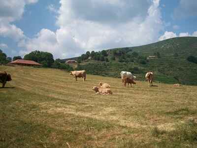 Les vaches de Loubaresse