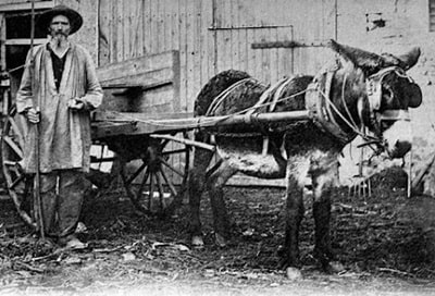 Les muletiers du Vivarais en Haute-Ardèche 2