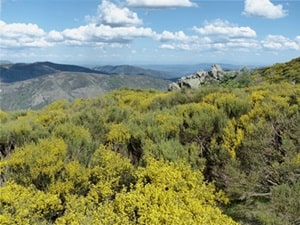 Le Massif du Tanargue