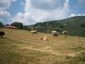 Vache à Loubaresse