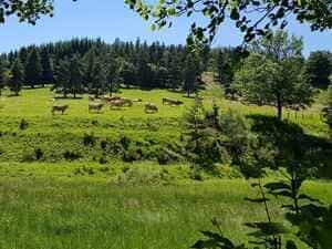 19 km Wandeling in een lus beginnend vanuit Luc in Lozère 4