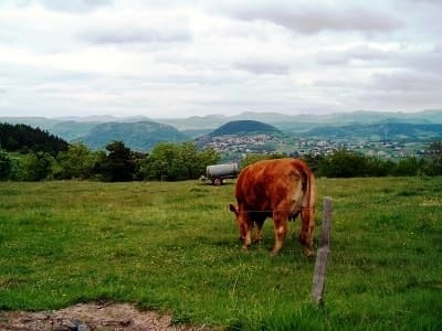 Vache dans le pré en Haute-Loire sur le sentier Stevenson