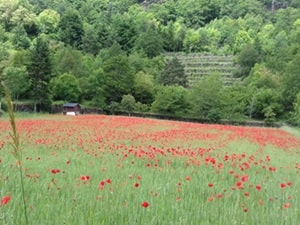 Auvergne