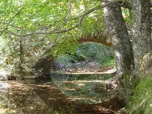 在Lozere的La Bastide-Puylaurent进行16,3公里的徒步旅行 5