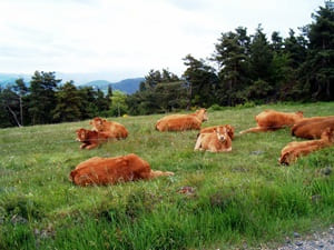 Пеший тур длиной 19 км в La Bastide-Puylaurent в Lozère 2