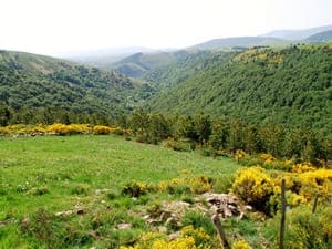 Wanderung von 23,2 km in La Bastide-Puylaurent in Lozère 2